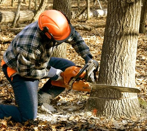 Tree Removal in Pine Valley, UT